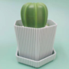 CACTUS CEPILLO