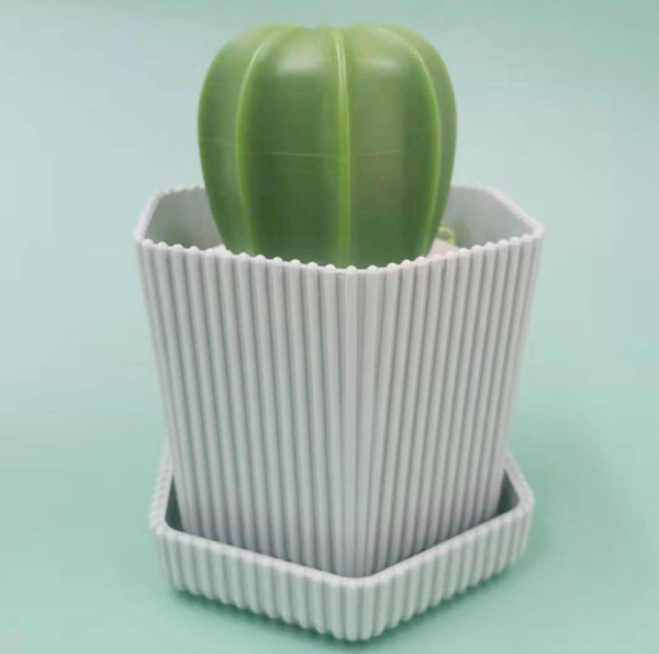 CACTUS CEPILLO