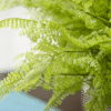 PLANTA ARTIFICIAL