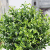 PLANTA ARTIFICIAL